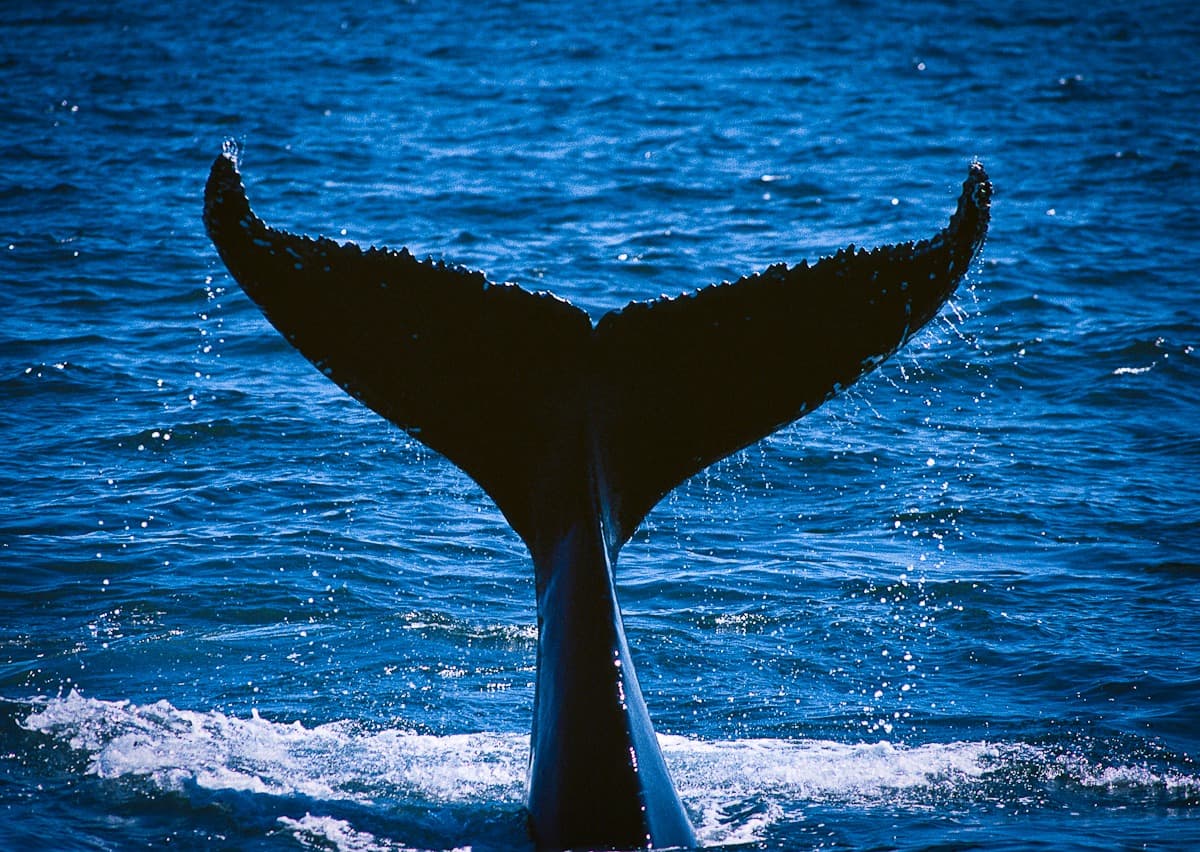 Observação de Cetáceos