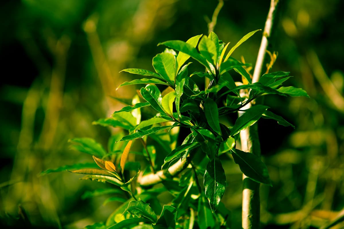 Flora do Pico